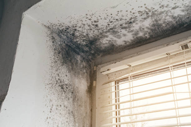 Trusted Black Mold Removal service in Saint Paul, MN - Cheap Mold Removal